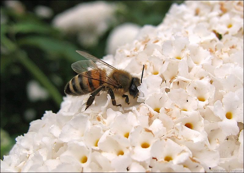 Honey bee (Apis mellifera sp.)