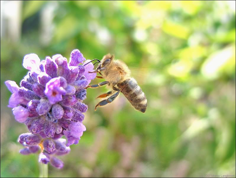 Honeybee (Apis mellifera) on lavender