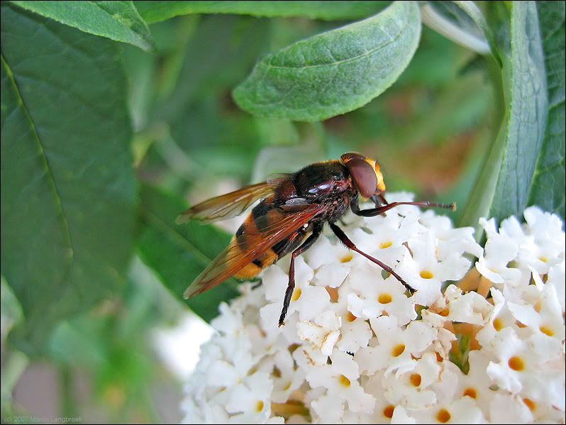 Volucella zonario hoverfly