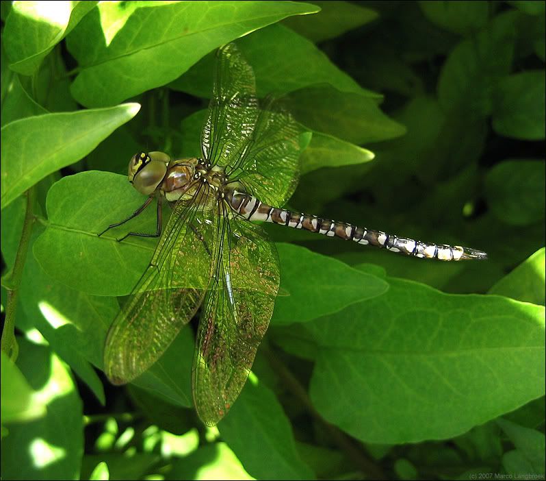 Dragonfly (Aeshna mixta)