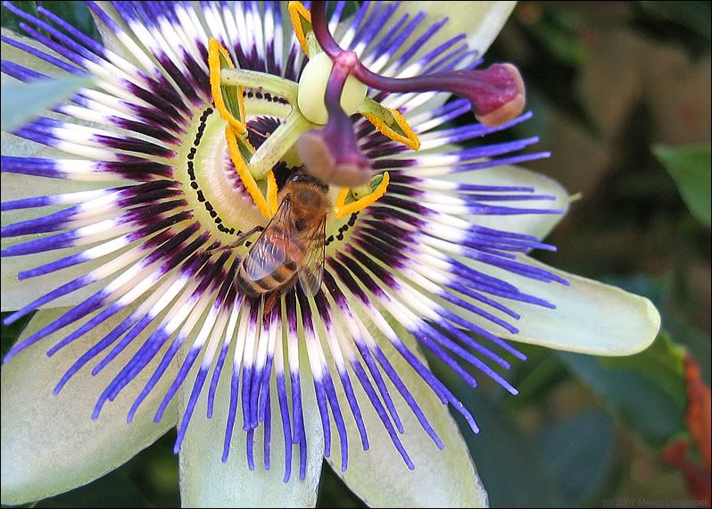 Honeybee on Passion Flower