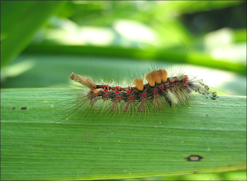 Caterpillar of Vapour moth (Orgyia antiqua)
