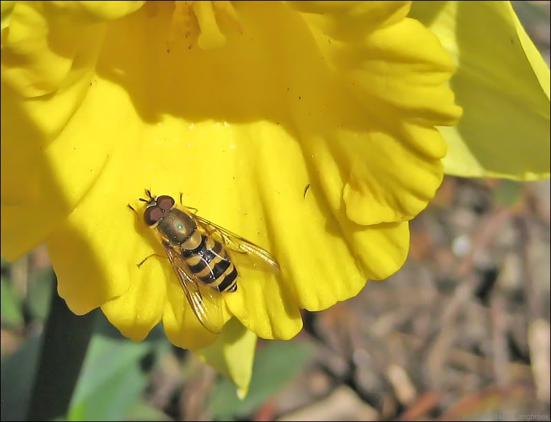 hoverfly on narcissus