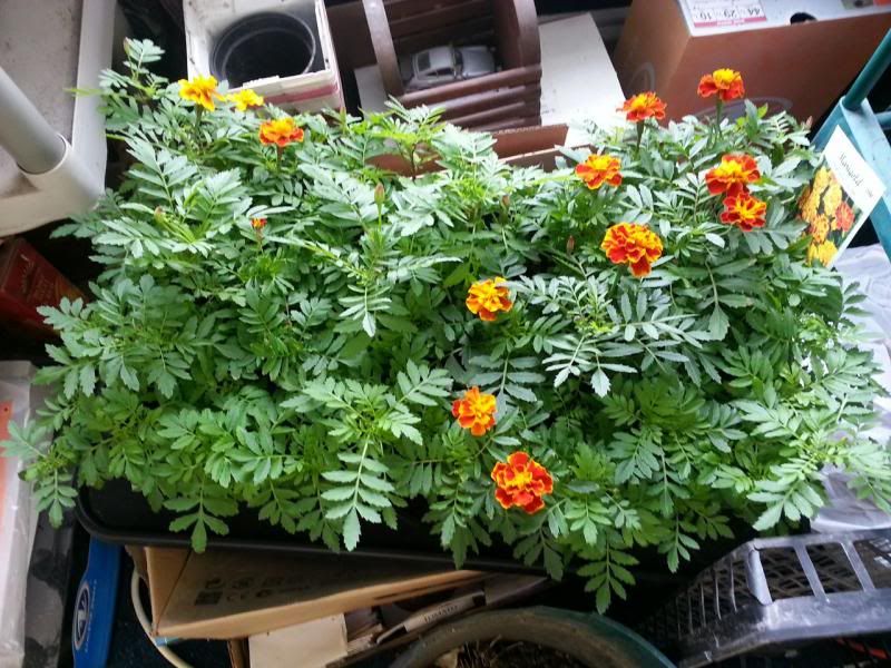  photo marigolds.jpg