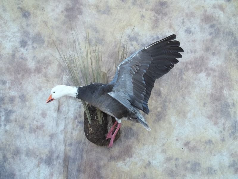 Ducks Cupping In