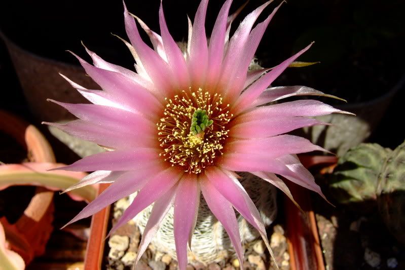 echinocereusrigidissimus07.jpg