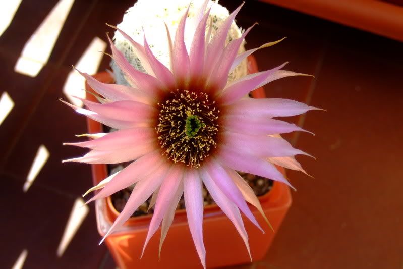 echinocereusrigidissimus09.jpg