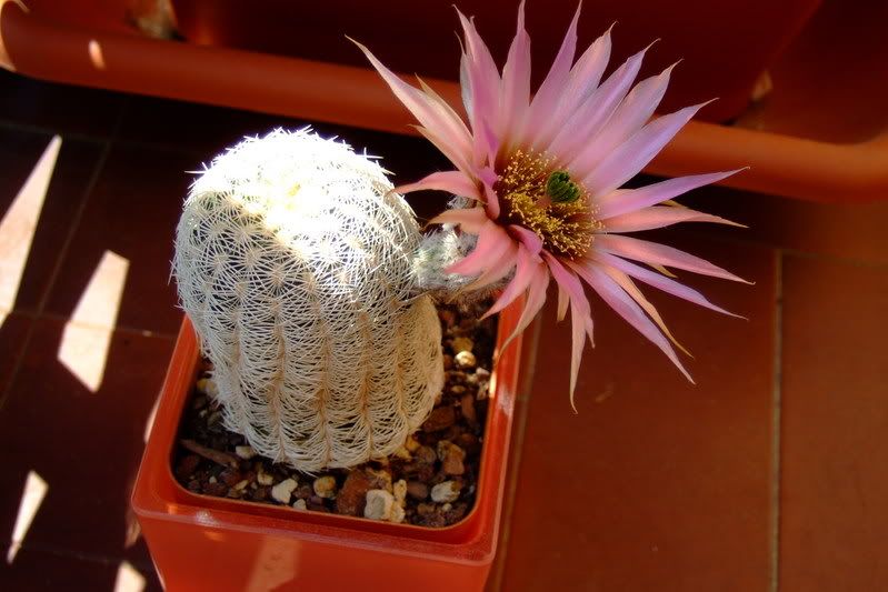 echinocereusrigidissimus10.jpg