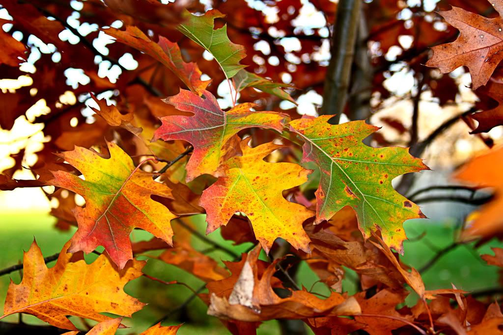 IMAGE: http://i19.photobucket.com/albums/b178/silentlore/30D/IMG_5527.jpg