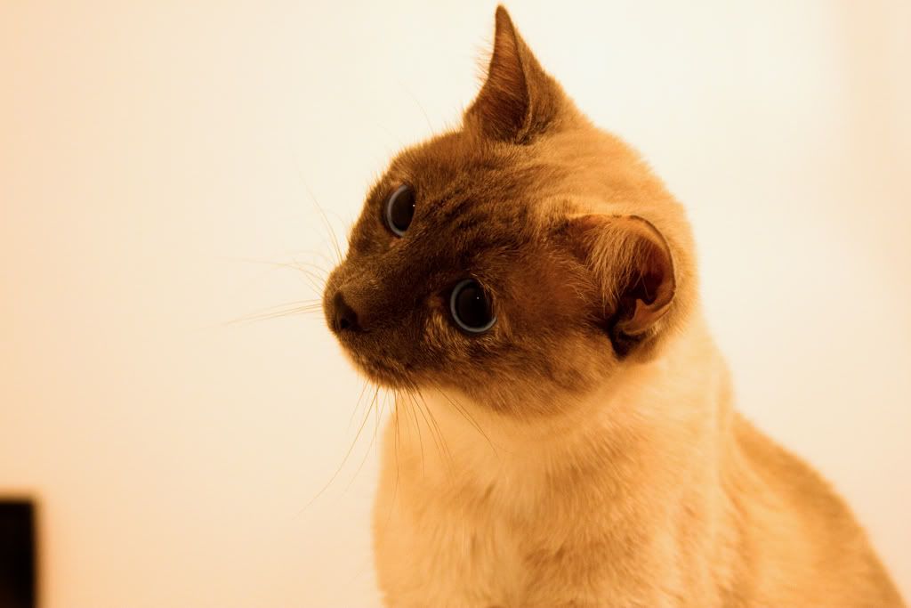 IMAGE: http://i19.photobucket.com/albums/b178/silentlore/IMG_6690_edit.jpg