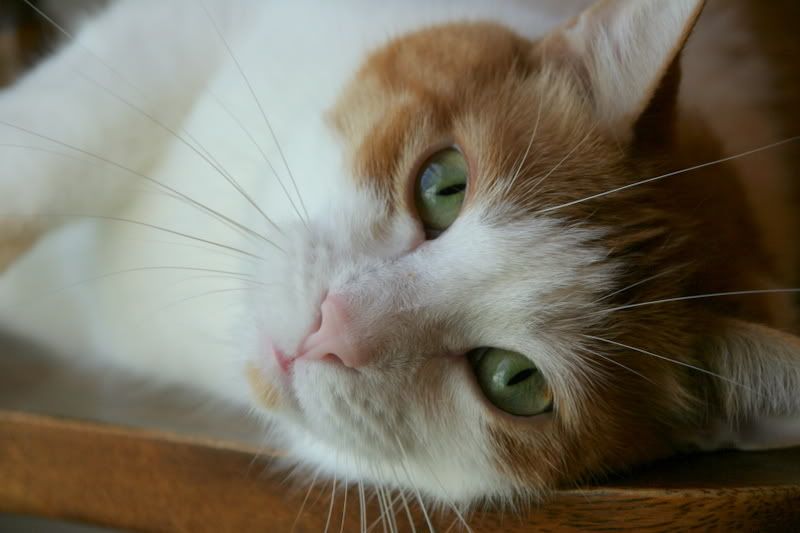 IMAGE: http://i19.photobucket.com/albums/b178/silentlore/IMG_6894.jpg