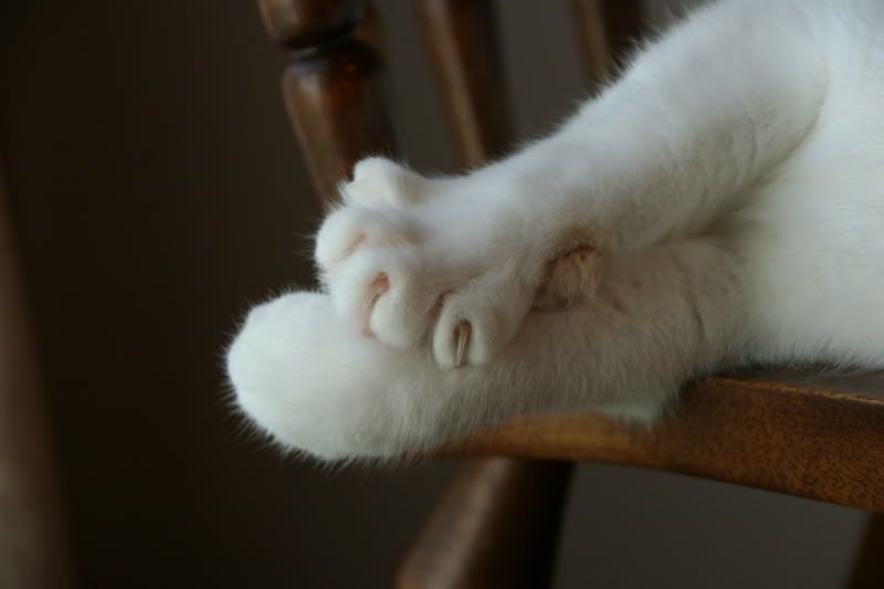 IMAGE: http://i19.photobucket.com/albums/b178/silentlore/IMG_6899.jpg