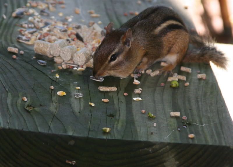 IMAGE: http://i19.photobucket.com/albums/b178/silentlore/IMG_7105.jpg