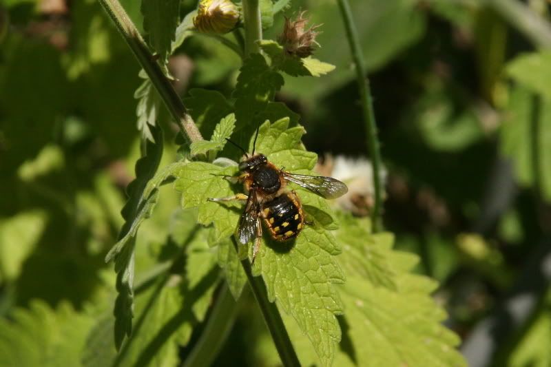 IMAGE: http://i19.photobucket.com/albums/b178/silentlore/IMG_7231.jpg