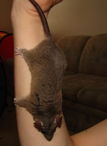 IMAGE: http://i19.photobucket.com/albums/b178/silentlore/Loki/IMG_3675.jpg