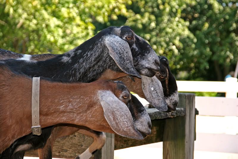 IMAGE: http://i19.photobucket.com/albums/b178/silentlore/Sell/August302008-41.jpg