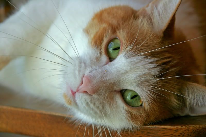 IMAGE: http://i19.photobucket.com/albums/b178/silentlore/Sell/IMG_6894.jpg