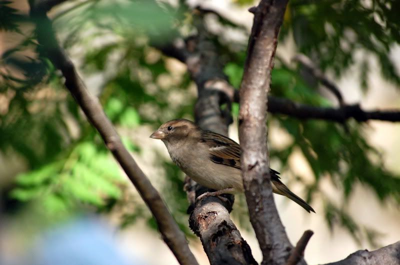 IMAGE: http://i19.photobucket.com/albums/b178/silentlore/d40/DSC_0077.jpg