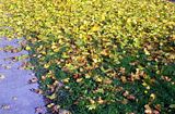fall002.jpg image by SubtleVanity