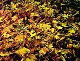 fall003.jpg image by SubtleVanity