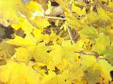 fall004.jpg image by SubtleVanity