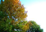 fall008.jpg image by SubtleVanity