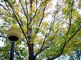 fall014.jpg image by SubtleVanity