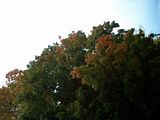 fall016.jpg image by SubtleVanity