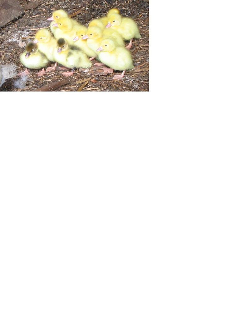 ducklings.jpg