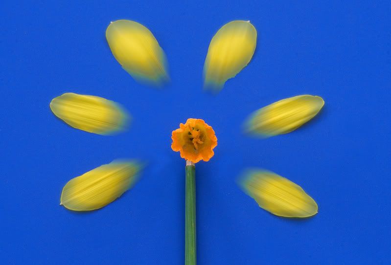 daffodil-2.jpg