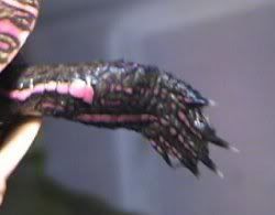 Photobucket - Video and Image Hosting