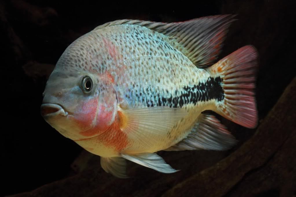 IMAGE: http://i19.photobucket.com/albums/b182/bidkev/fish/z0002.jpg