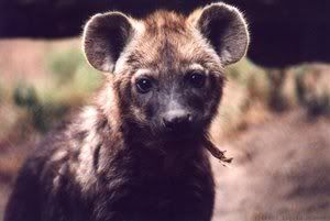 treyvhyenapup.jpg