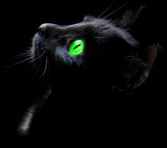 Black_cat-1.jpg image by Kim42023