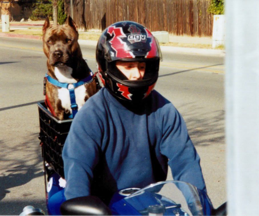 mon chien et ma moto