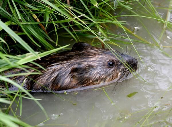 [Image: Muskrat-at-home.jpg]