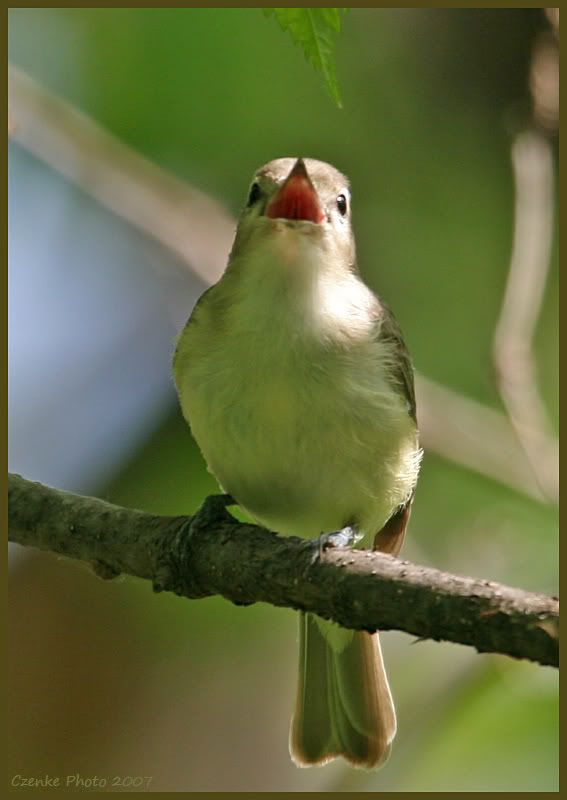 IMAGE: http://i19.photobucket.com/albums/b186/Janika2/Birds/010.jpg