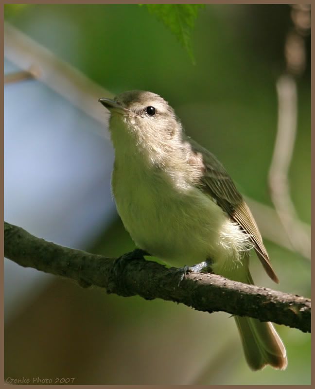 IMAGE: http://i19.photobucket.com/albums/b186/Janika2/Birds/011.jpg