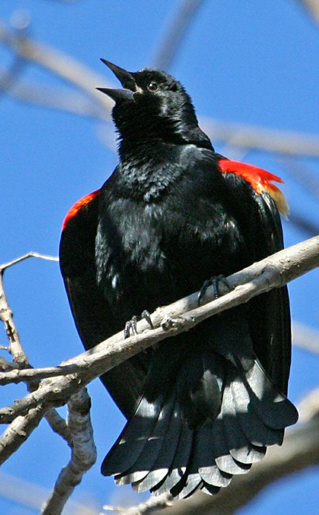 IMAGE: http://i19.photobucket.com/albums/b186/Janika2/Birds/April-02-2006-013.jpg