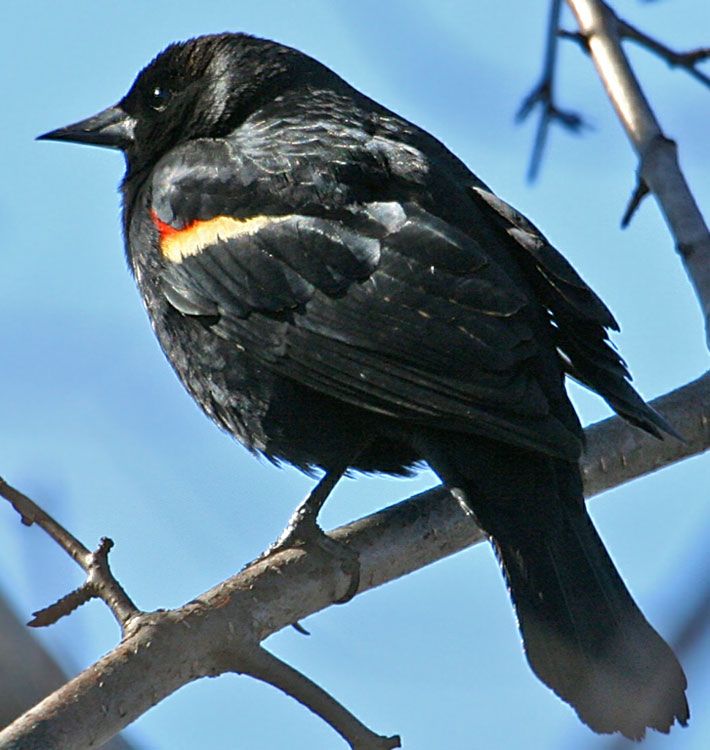 IMAGE: http://i19.photobucket.com/albums/b186/Janika2/Birds/April-02-2006-027.jpg