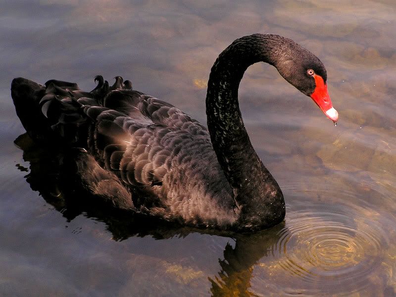 [Image: Black-Swan.jpg]