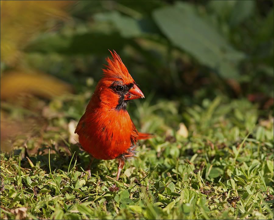 [Image: Cardinal-on-ground.jpg]