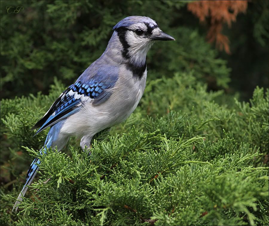 IMAGE: http://i19.photobucket.com/albums/b186/Janika2/Birds/Dry_Jay.jpg