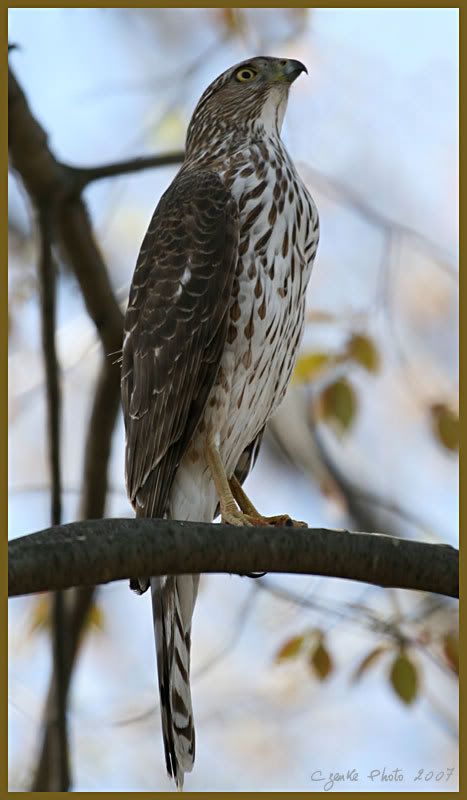 IMAGE: http://i19.photobucket.com/albums/b186/Janika2/Birds/Hawk-II.jpg