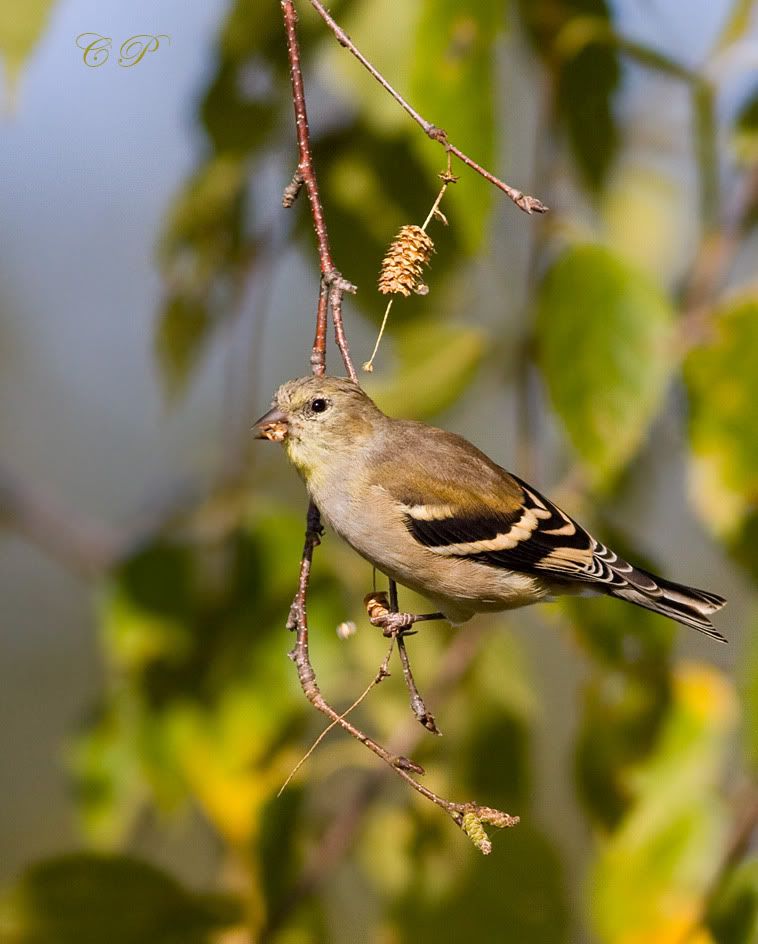 IMAGE: http://i19.photobucket.com/albums/b186/Janika2/Birds/Himbalozva.jpg