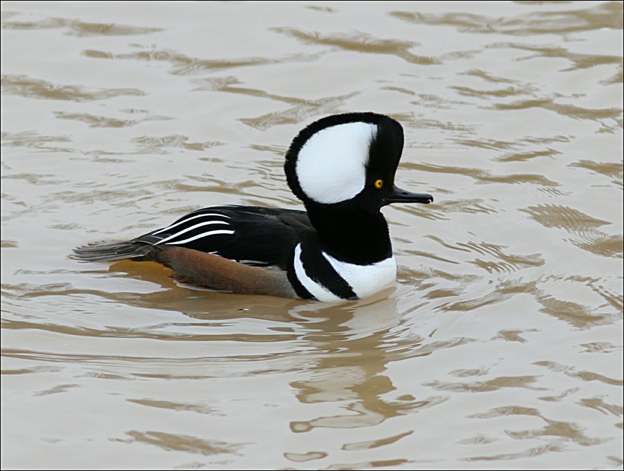 IMAGE: http://i19.photobucket.com/albums/b186/Janika2/Birds/Hooded-M-09.jpg