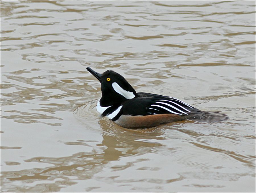 IMAGE: http://i19.photobucket.com/albums/b186/Janika2/Birds/Hooded-M-11.jpg