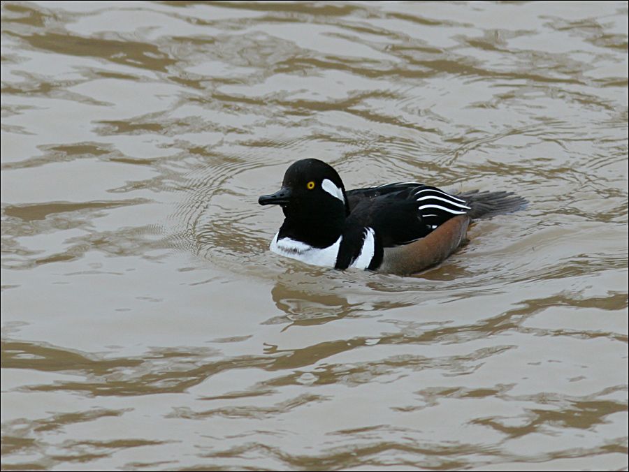 IMAGE: http://i19.photobucket.com/albums/b186/Janika2/Birds/Hooded-M-15.jpg