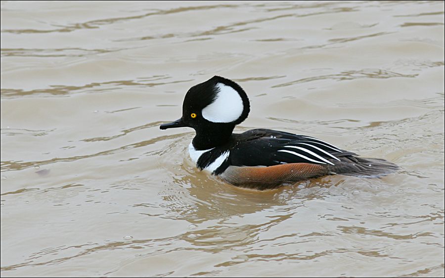 IMAGE: http://i19.photobucket.com/albums/b186/Janika2/Birds/Hooded-M-20.jpg