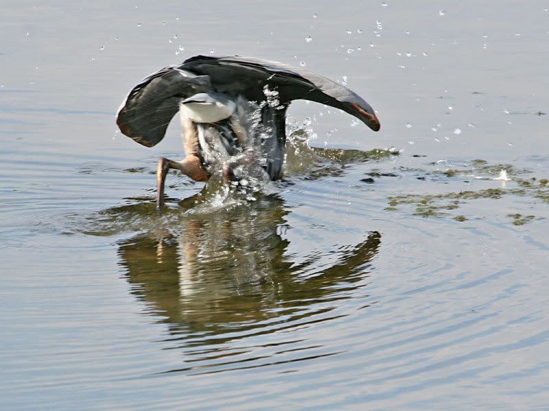 IMAGE: http://i19.photobucket.com/albums/b186/Janika2/Birds/IMG_2636.jpg